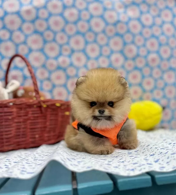 Safkan Pomeranian Boo Yavrularımız