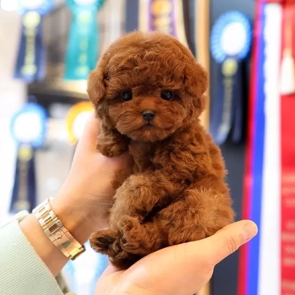 Korean Toy Poodle Yavrularim