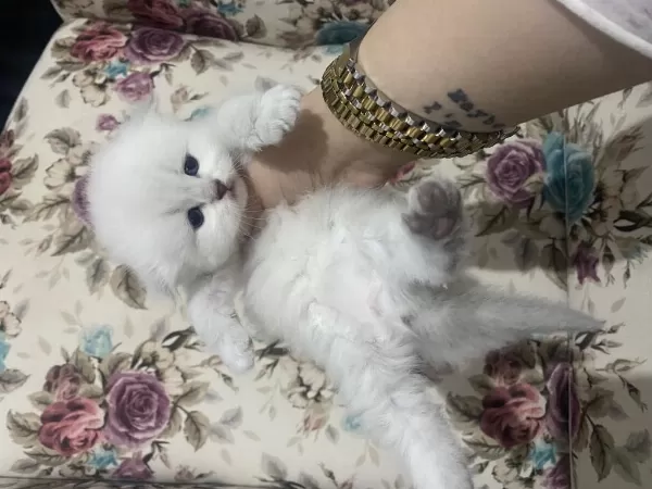 Eskişehir Tepebaşından British Longhair