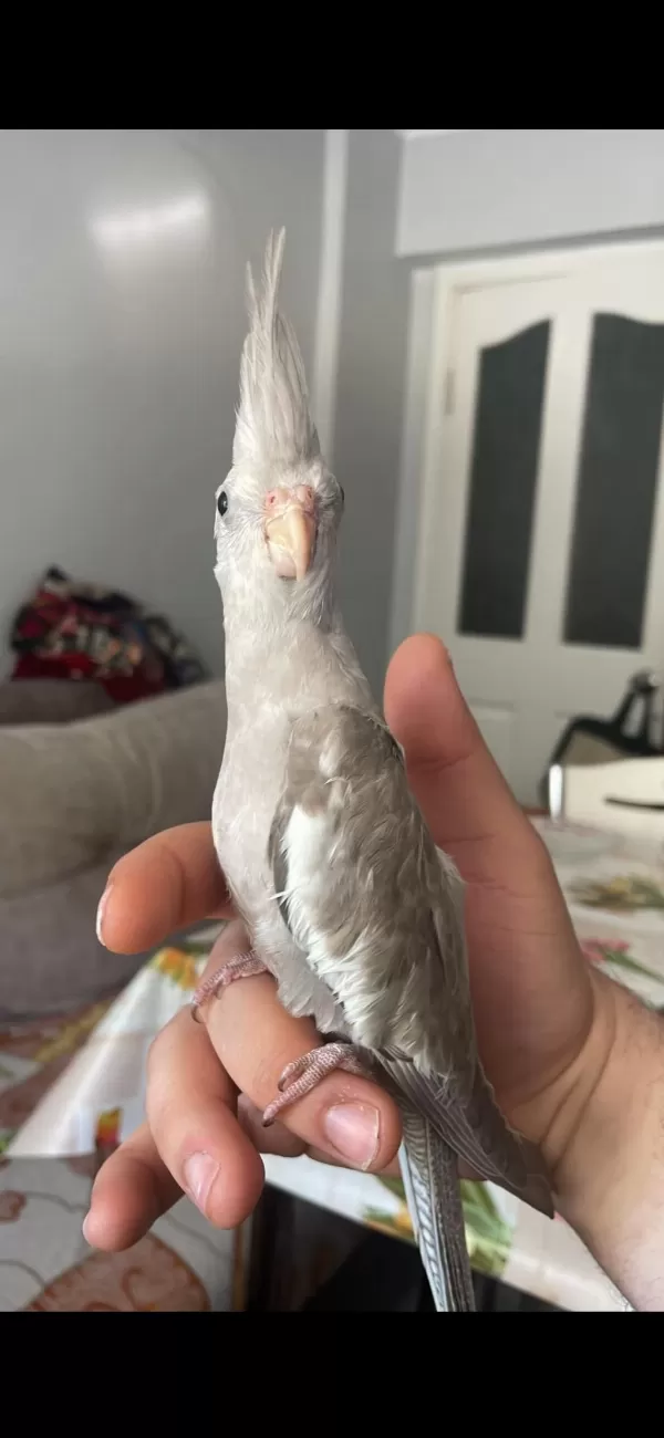 Bebek Sultan Papağanı