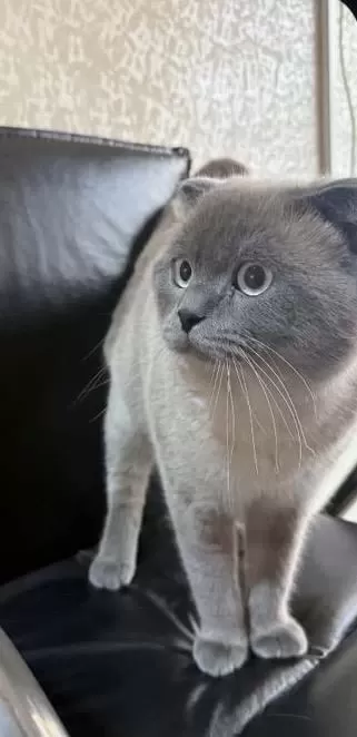 Erkek 1 Yaşında Scottish Fold