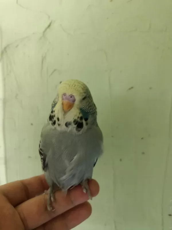 Show Jumbo Erkek Yavru Muhabbet Kuşu