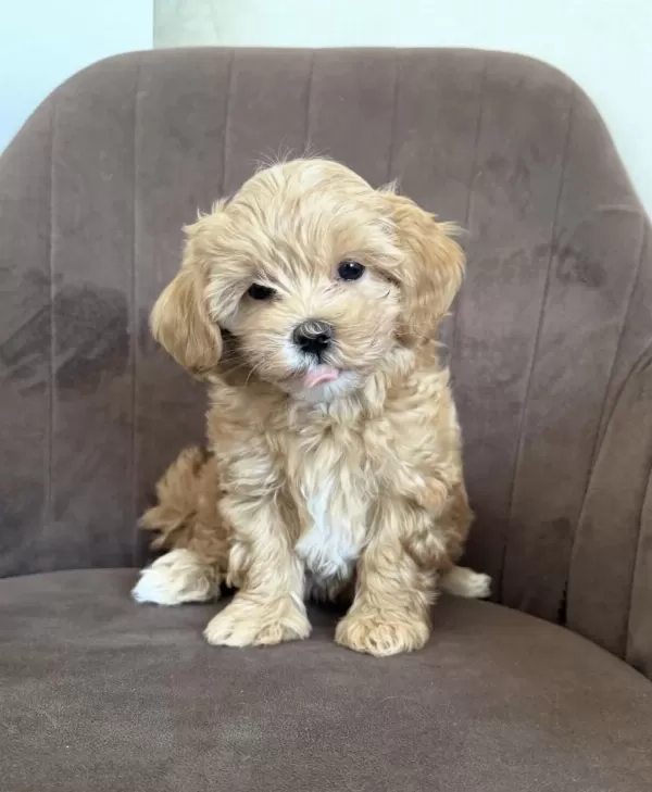 Maltipoo Yavrularımız Yeni Evlerini Bekliyor