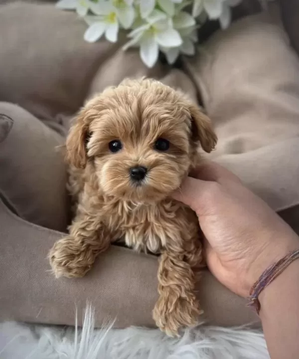 Türkiye’nin En Özel Maltipoo Yavruları