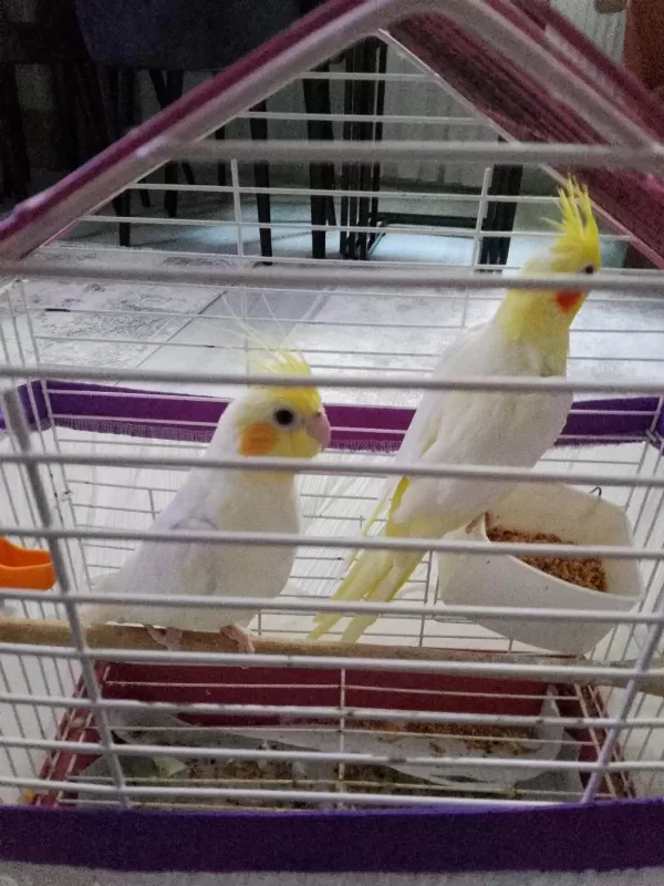 Pf Mutasyon Ve Lutino Sultan Papağanı