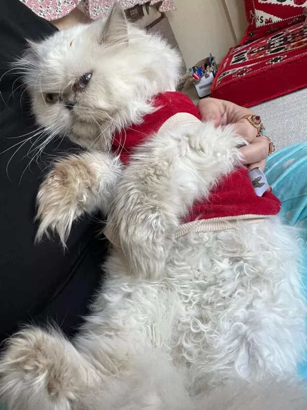 Tatlı Dişi İran Kedisi