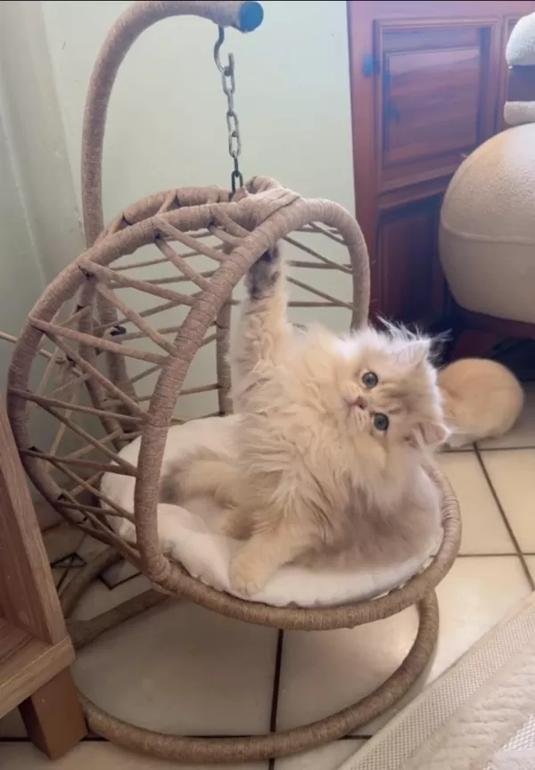 Pofuduk Longhair Yavru