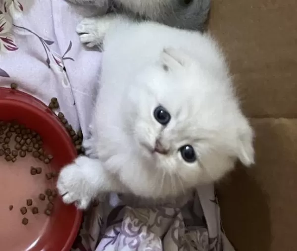 Eğik Kulaklı Beyaz Oyuncu Ve Tatlı Yavru Kedilerim