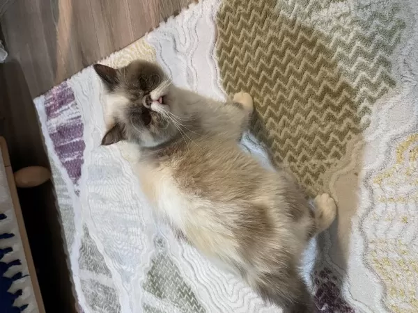 İş Yoğunluğundan Dolayi Kedimizi Sahiplendiriyoruz