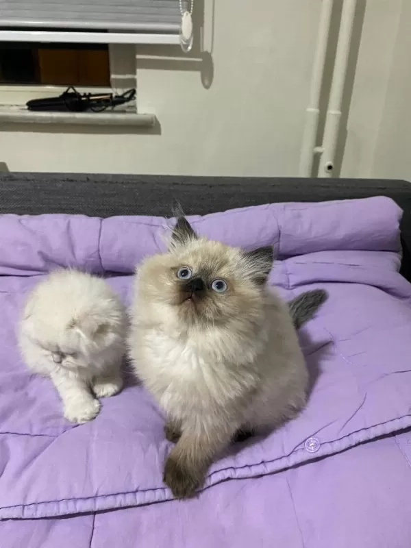 British Longhair Erkek