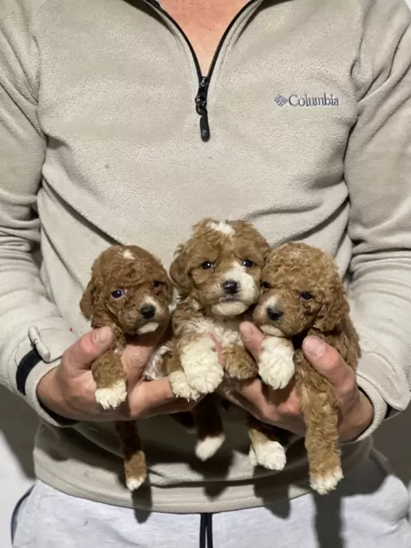 Orjinal Maltipoo Yavrularımız İçin Geç Kalmayın
