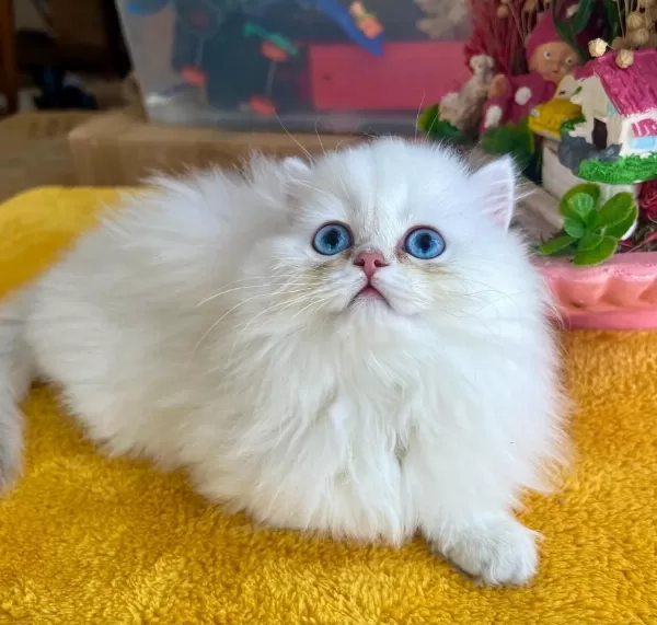 Diyarbakırın En Elit Saf Kan British Longhair Yavruları