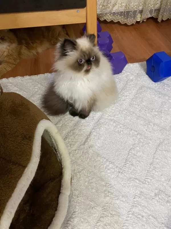 İran Himalayan Tatlı Kedimize Yuva Arıyoruz