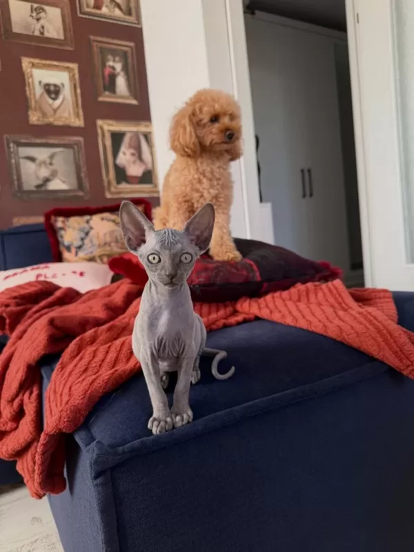 Kanada Sphynx Safkan