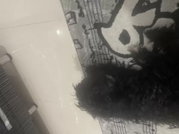 Maltipoo Kızım Lina (ücretsiz Kedi Maması Karşılığında)