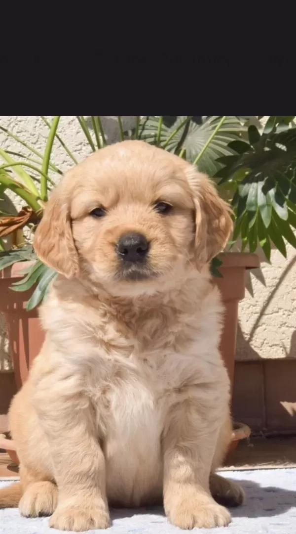 Golden Retriever Safkan Yavru