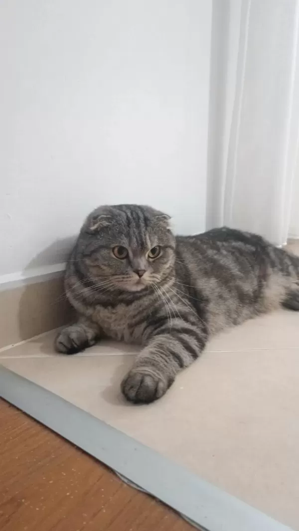 Dişi Scottish Fold (ücretsiz Sahiplendirme)