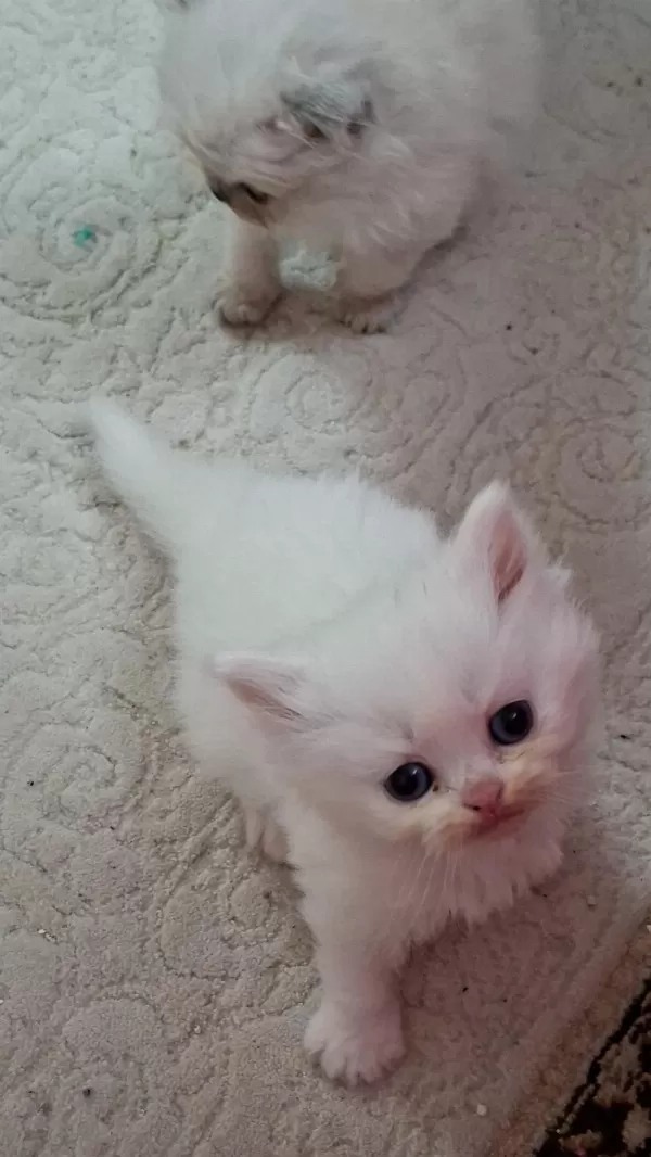 Pofuduk Tomyy Ballı Lokma Tatlısı Kedimiz