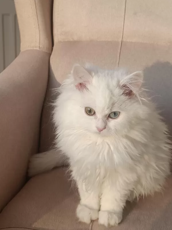 Çok Nadir Bulanan Yavru Kedimiz