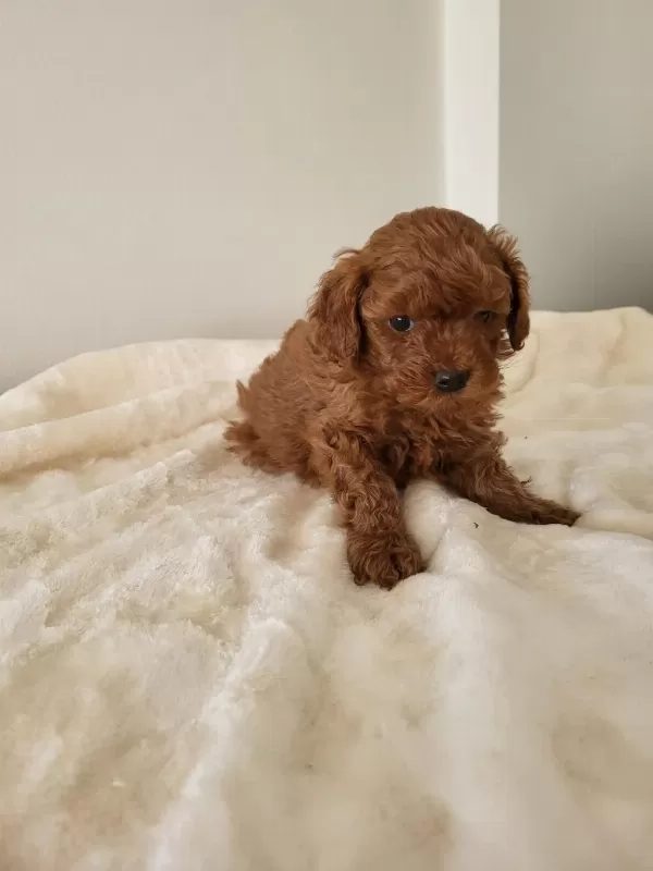 Toy Poodle Yavru Erkek