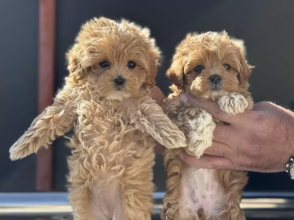 Ankarada Ziyarete Açık Maltipoo Yavrularmız