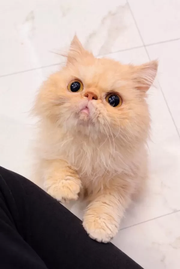 Tatlı Ve Güzel İran Kedim