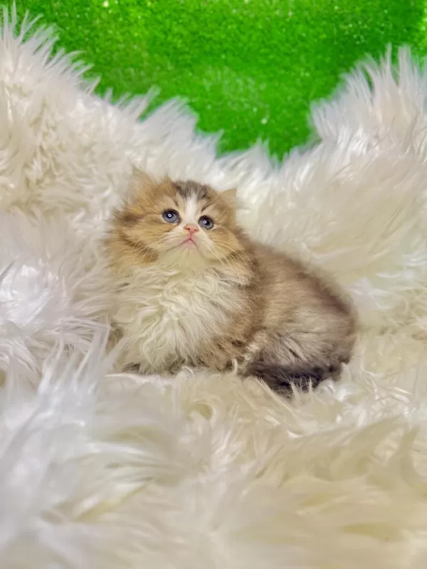 Golden Bicolor British Longhair Yavrumuz