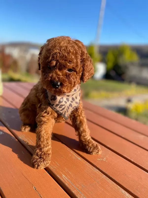 Max 2 Kg Olacak Poodle Bebekler
