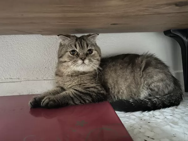 Çok Uysal Uyumlu Kedimiz