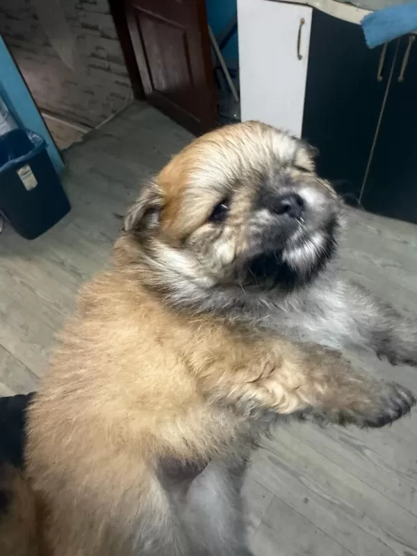 Safkan Pomeranian Boo Erkek Yavru