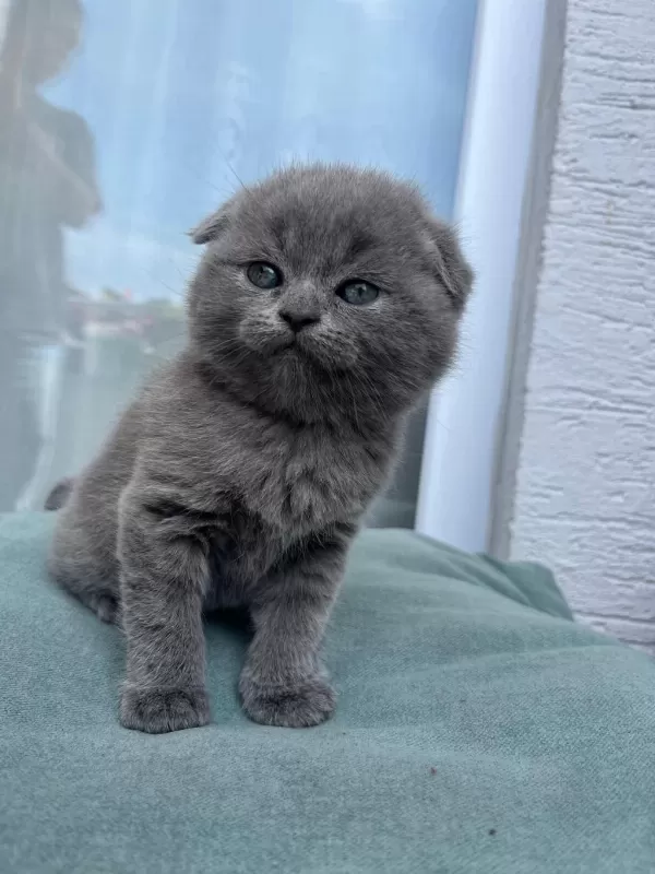 Scottish Fold Gri Yavrularim
