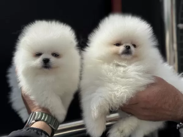 Tea Cup Teddy Face Pomeranian Petmode Den