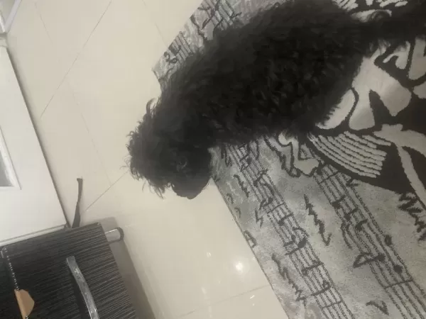 Maltipoo Kızım Lina (ücretsiz Kedi Maması Karşılığında)