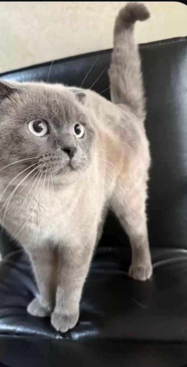 Erkek 1 Yaşında Scottish Fold