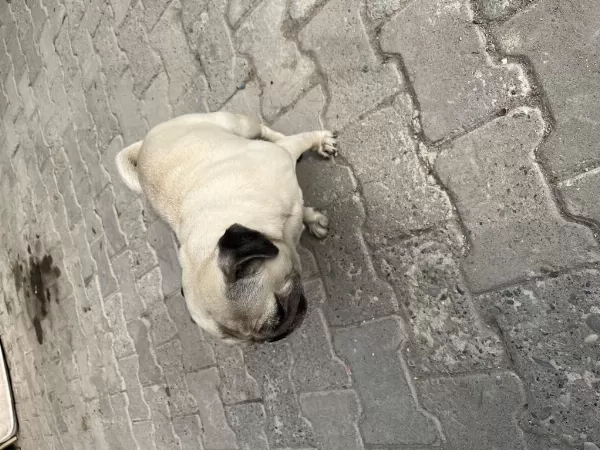 Sevimli Pug Köpeğimiz