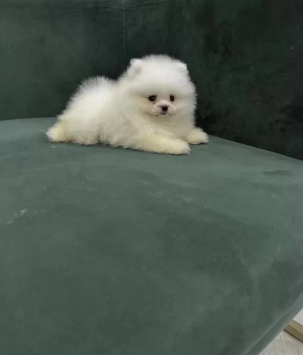 Pomeranian Teddy Bear