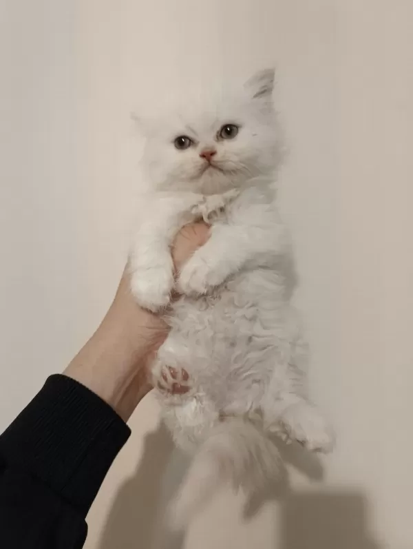 Erkek British Longhair Ayıcık Surat Bebek