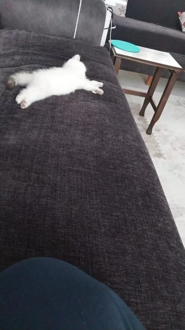2 Aylık British Longhair