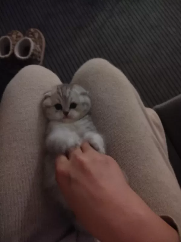 Cici Erkek Kedimiz Oğlumuz