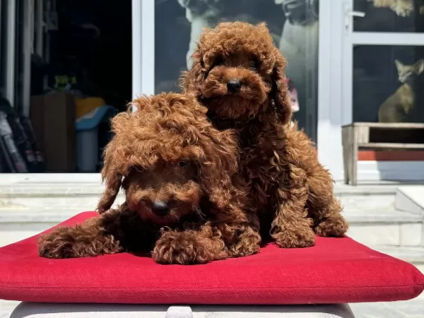 Ankaralı Ailerin İlk Tercihi Petmode Den Toy Poodle