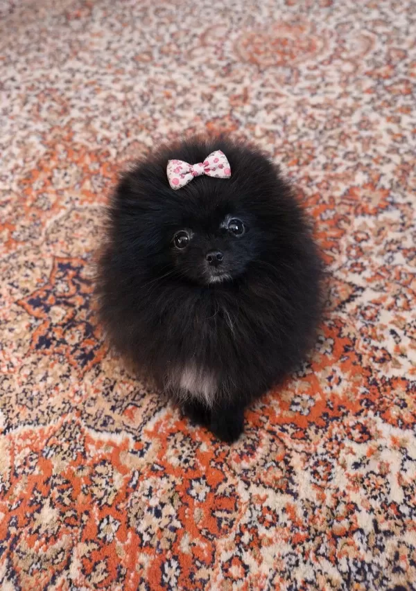 Mikro Teacup Boy Teddy Bear Sevgi Dolusu Pomeranian