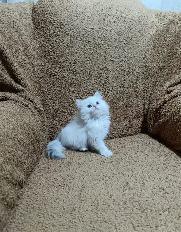 British Longhair Silver Point Kızımız
