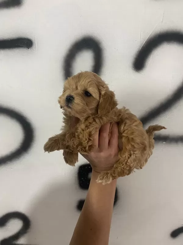 Maltipoo Yavrularım Orijinal Ev Doğumlu