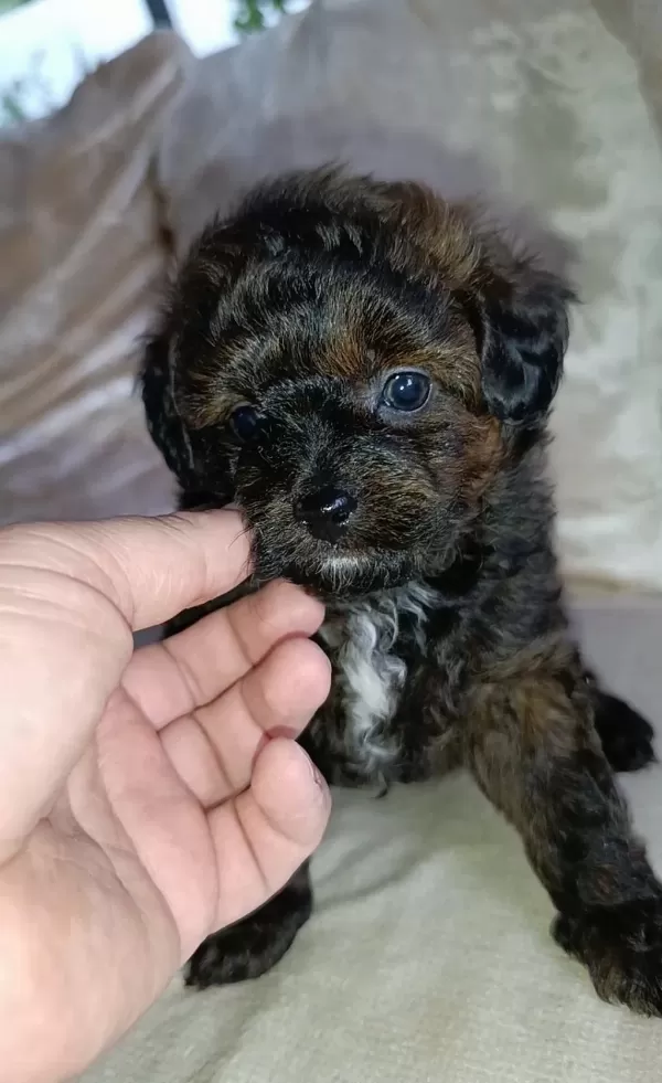 Çok Sevimli Ev Üretimi Maltipoo Bebekler