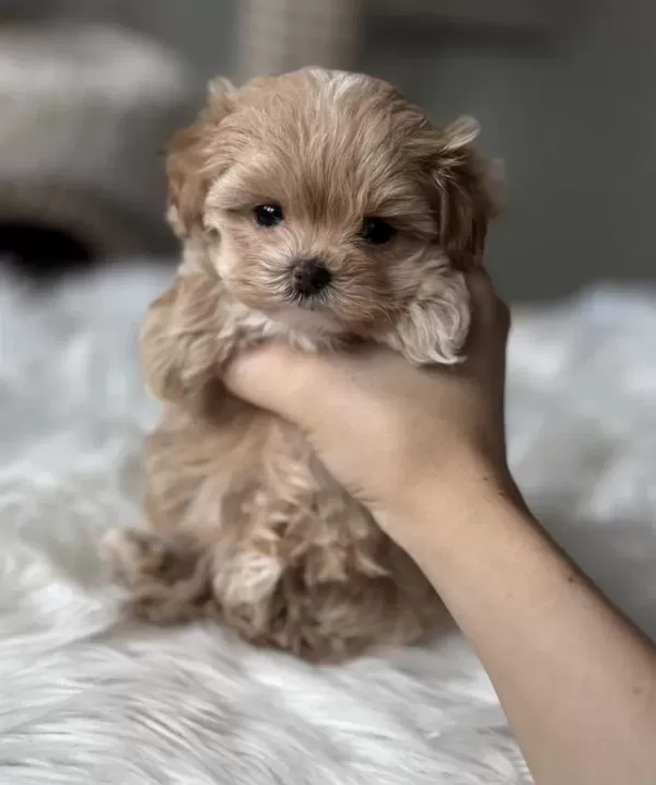 Tr Nin En İyi Teacup Kore Maltipoo Yavruları