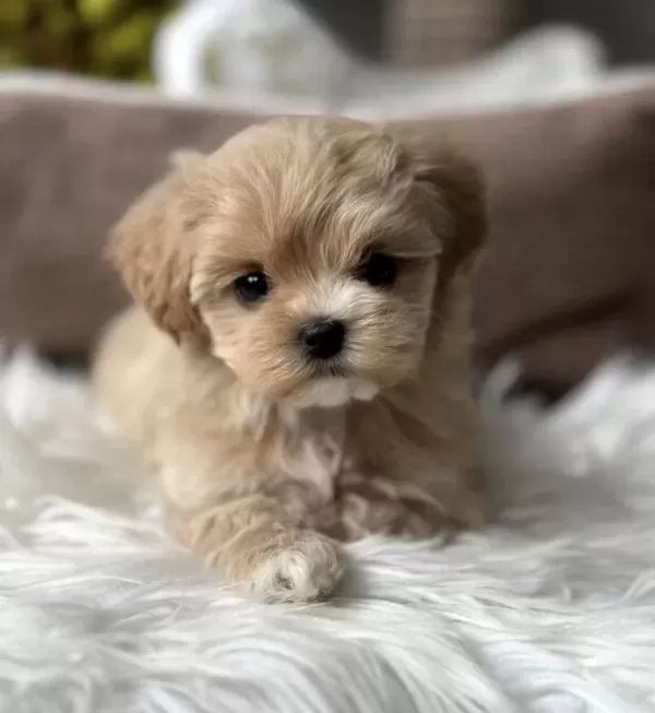 Türkiyenin En Özel Maltipoo Yavruları
