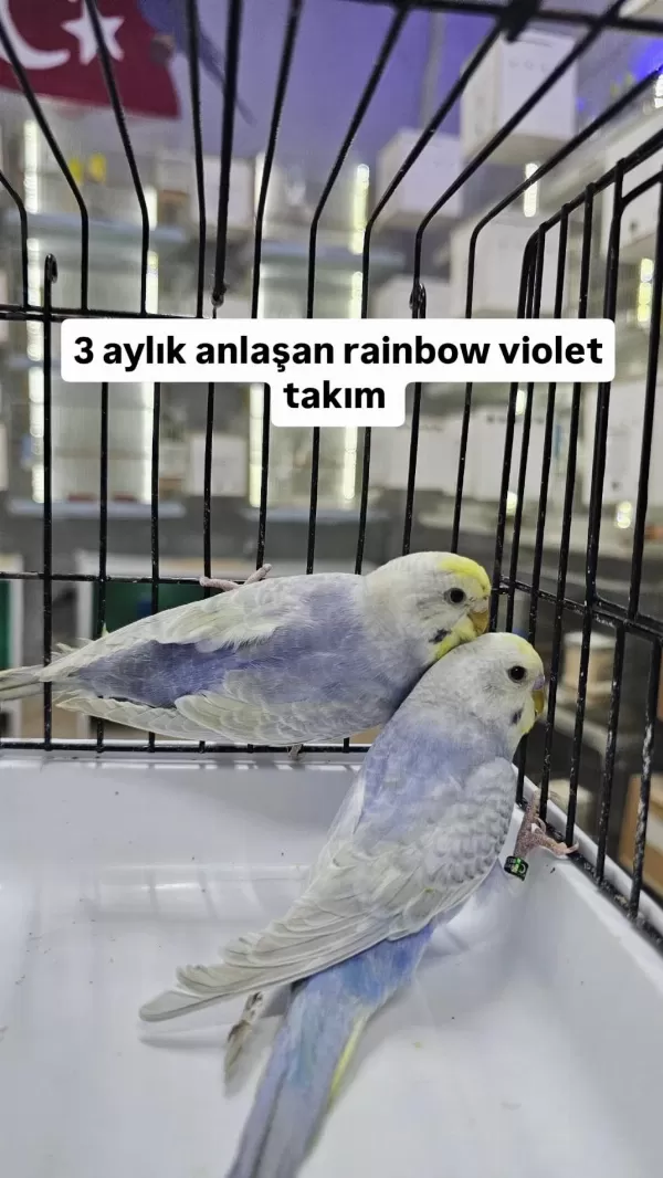 3 Aylık Takim Rainbow Muhabbet Kuşlar