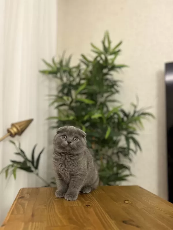 Sevimli Scottish Fold Yavrularim