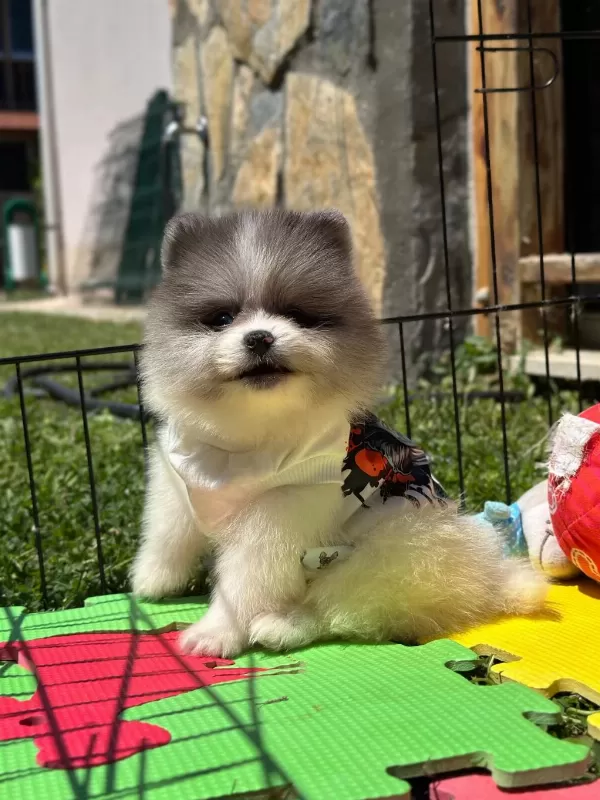 Erkek Party Colour Ayı Surat Garantili Köpekler