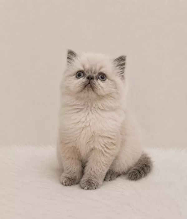 Doll Face Himalayan İran Persian